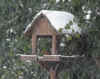 03 feb 12 robin3.jpg (76590 bytes)
