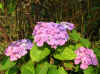 10-juli-hortensia-3.jpg (92989 bytes)
