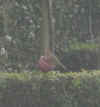 12 Feb 12 robin.jpg (51675 bytes)
