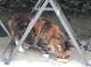 12 feb 12 kleine foto (2).JPG (80116 bytes)