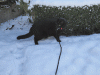 18-december-10-(11).gif (173320 bytes)