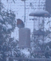 18-december-2010.gif (257064 bytes)