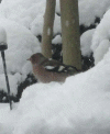 19-december-2010-a.gif (167501 bytes)