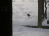 20-dec-09-(7).gif (194742 bytes)