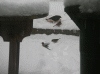 20-decmber-2010-(18).gif (157948 bytes)