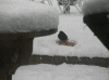 20-decmber-2010-(8).gif (166651 bytes)