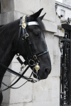 2010 07 London (149).gif (176152 bytes)