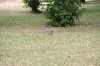 2010 07 London (195).gif (227264 bytes)