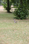 2010 07 London (196).gif (221044 bytes)