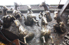 2010 07 London (38).gif (195179 bytes)
