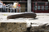 2010 07 London (49).gif (155761 bytes)
