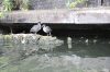 2010 07 London (64).gif (157159 bytes)