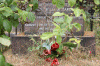2010 07 London (89).gif (218377 bytes)
