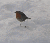 20 dec Robin.gif (281426 bytes)