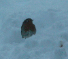 20th-Dec-Robin.gif (300053 bytes)