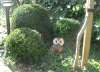 3-okt-'09.gif (242304 bytes)
