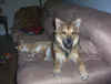 Barney-and-Chloe-9-05-006.jpg (35845 bytes)
