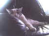 Chaos,-Shasha's-cat.jpg (30847 bytes)