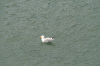 Denemarken-09-(11).gif (231638 bytes)