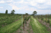 Denemarken-09-(155).gif (175263 bytes)