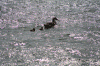Denemarken-09-(185).gif (235153 bytes)