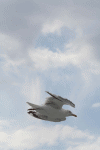 Denemarken-09-(19).gif (90683 bytes)