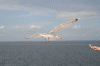 Denemarken-09-(20).gif (113185 bytes)