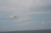 Denemarken-09-(21).gif (111204 bytes)