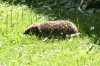 Denemarken-09-(221).gif (229929 bytes)