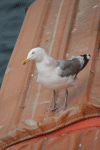 Denemarken-09-(24).gif (152253 bytes)
