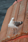 Denemarken-09-(25).gif (149817 bytes)
