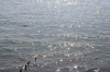 Denemarken-09-(296).gif (212456 bytes)
