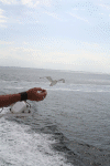 Denemarken-09-(29).gif (132631 bytes)