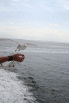 Denemarken-09-(30).gif (131135 bytes)