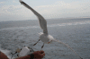 Denemarken-09-(31).gif (129923 bytes)