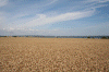 Denemarken-09-(321).gif (177023 bytes)