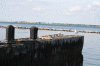 Denemarken-09-(322).gif (153788 bytes)