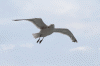 Denemarken-09-(32).gif (99890 bytes)