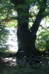 Denemarken-09-(347).gif (200084 bytes)