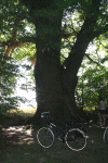 Denemarken-09-(348).gif (187656 bytes)