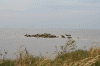 Denemarken-09-(405).gif (137937 bytes)