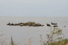 Denemarken-09-(406).gif (134249 bytes)