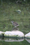 Denemarken-09-(58).gif (174937 bytes)