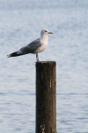 Denemarken-09-(61).gif (150134 bytes)