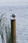 Denemarken-09-(62).gif (159563 bytes)