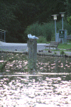 Denemarken-09-(65).gif (158951 bytes)