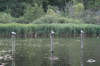 Denemarken-09-(66).gif (217060 bytes)