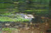 Inchigeelagh-08-(155).jpg (66762 bytes)