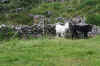 Inchigeelagh-08-(163).jpg (76836 bytes)