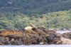 Inchigeelagh-08-(577).jpg (76460 bytes)
